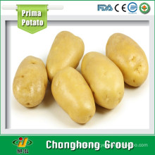 [HOT] price of fresh potatoes/holland potato price